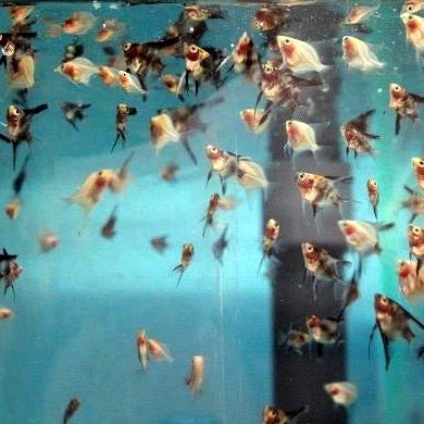 Landinn heimsótti Skrautfiskakjallarann