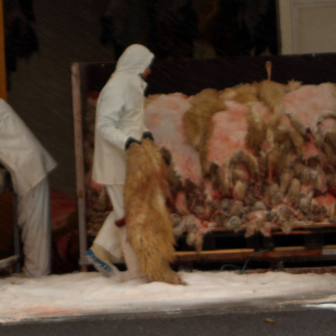 Gærurnar hjá KS eru saltaðar í miklu tjaldhúsi sem staðsett er framan við sláturhúsið. Mynd: PF