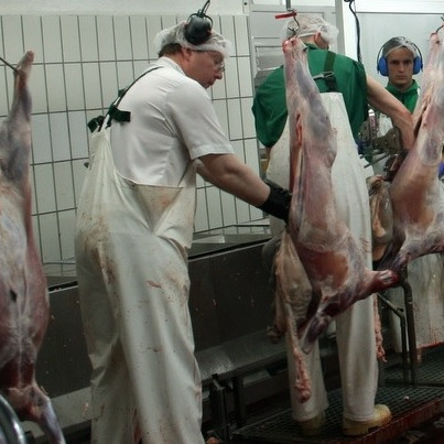 Lilja Rafney vill ræða erfiða stöðu sauðfjárbænda