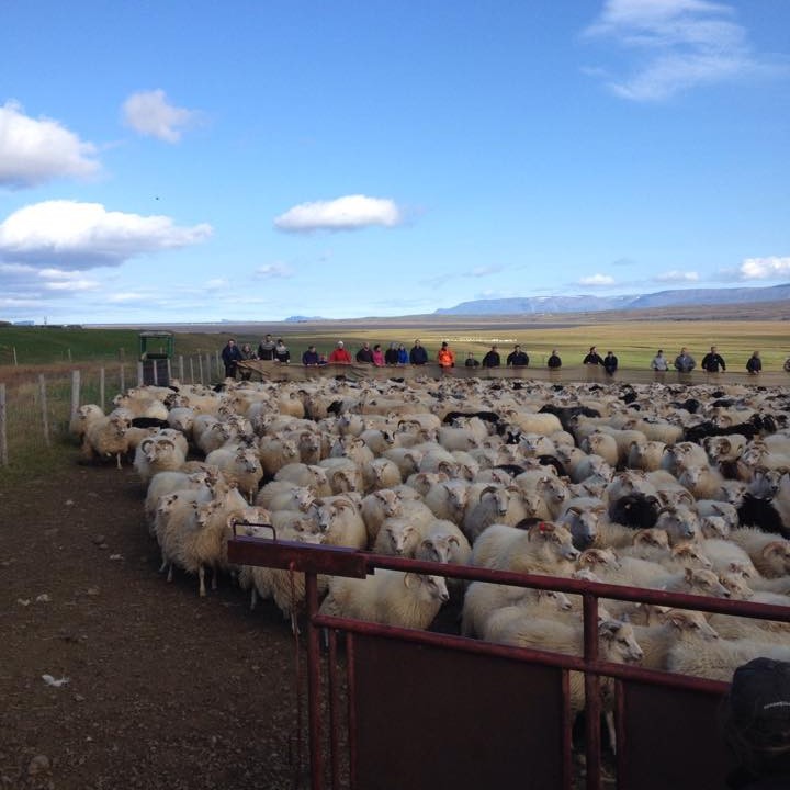 Myndina tók Særós Gunnlaugsdóttir í Staðarrétt um síðustu helgi.
