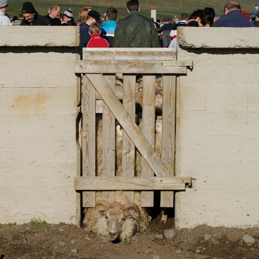 Göngum frestað í Staðarfjöllum