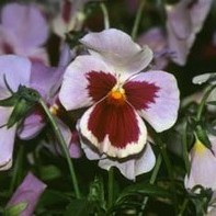 Kemur Garðyrkjufélagið með sumarið á laugardaginn?