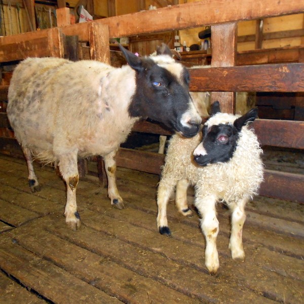 Stórt og mikið lamb kom í heiminn á Illugastöðum á Vatnsnesi