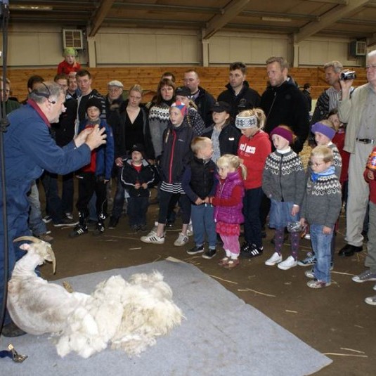 Rúningur á SveitaSælu 2012.