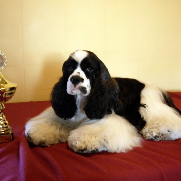 Skagfirskir hundar gera það gott