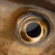 AVS rannsóknarsjóður í sjávarútvegi auglýsir styrki til umsóknar