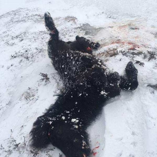 Mynd: Tryppið lifði ekki hrapið af. Mynd: Kristófer F. Stefánsson.