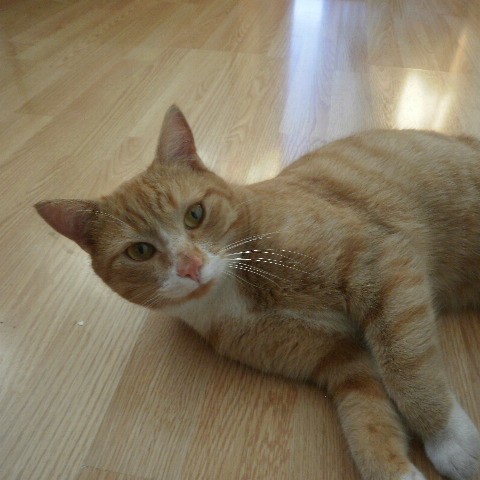 Saknar einhver kisa?