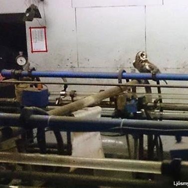 Brandugla í fjósinu