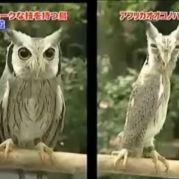 Eyruglan ku vera brandugla