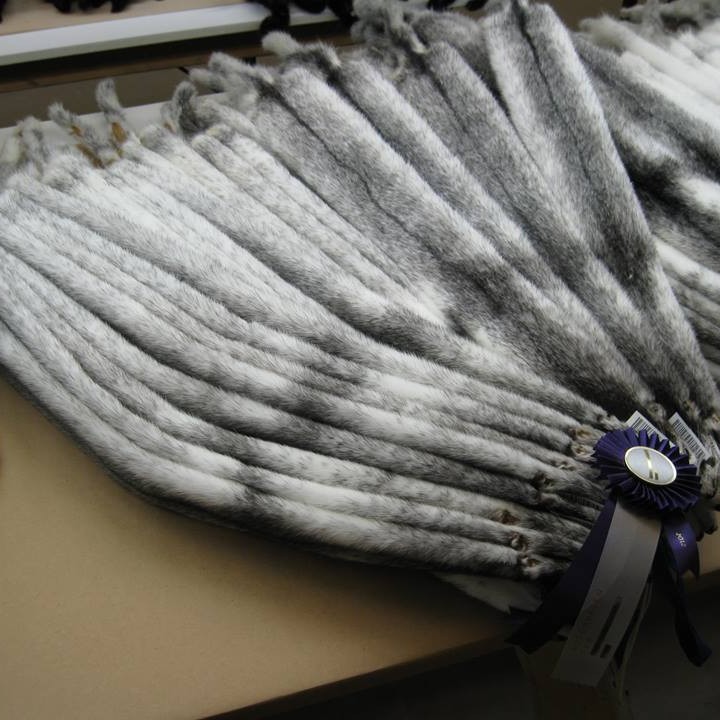 Urðarköttur hlaut flest fyrstu verðlaun á íslenskri skinnasýningu sem haldin var innan alþjóðlegu tækja- og skinnasýningarinnar í Herning í Danmörku.