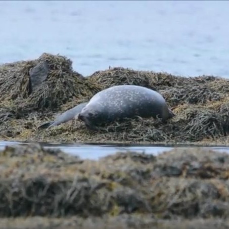 Skjáskot úr myndbandi Róberts Daníels.