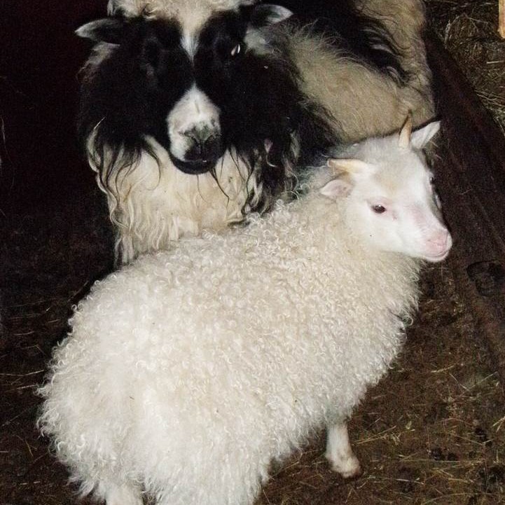 Vetrarrós fæðist á fjalli