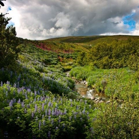 Gönguferð um Laxárdal og Kálfárdal