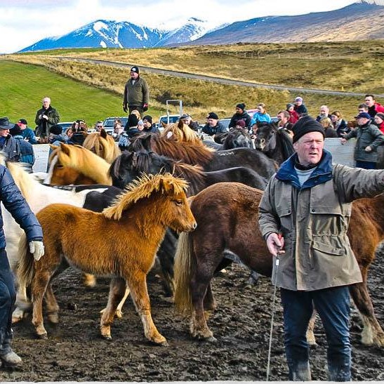 Stóðrétt í Víðidalstungurétt á laugardaginn