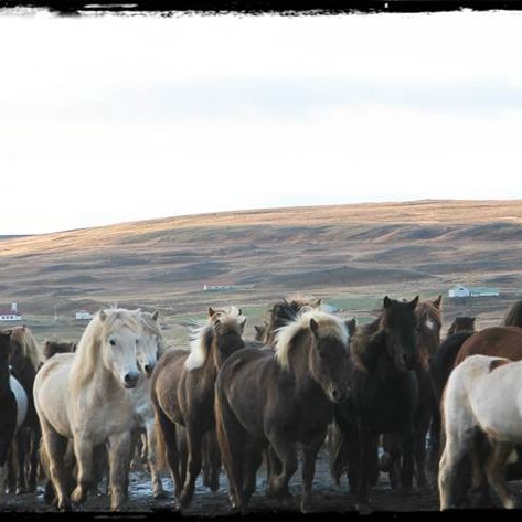 Stóðrétt og stóðsmölun í Víðidal