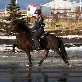 Styrktarsjóðsball um helgina
