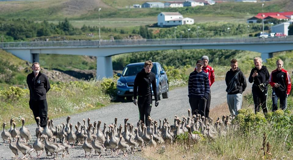 Ungmenni sem starfa við Blöndu aðstoðuðu við að smala gæsun til merkingar. Mynd: Róbert Daníel Jónsson.