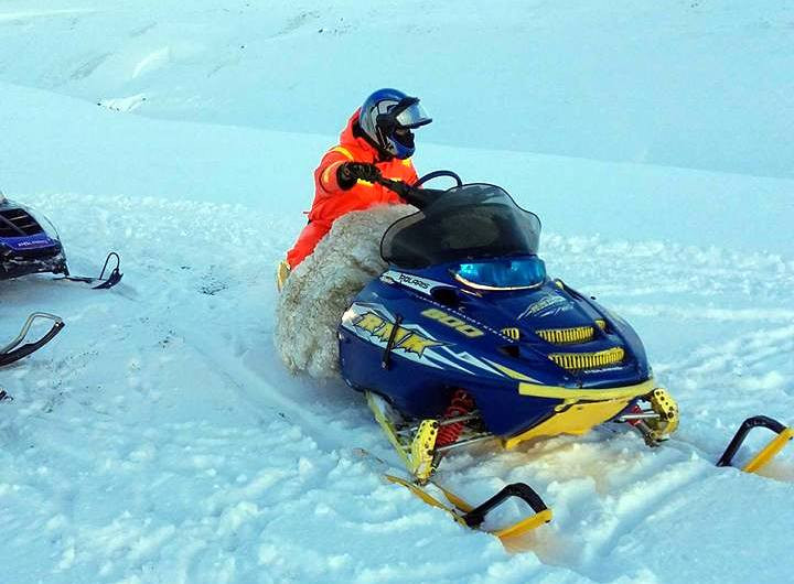 Í Staðarfjöllum fundu þeir bræður Ingólfur Jón Geirsson og Eyberg ásamt Helga Ingimarssyni tíu kindur og komu þeim til byggða. Mynd: IJG.
