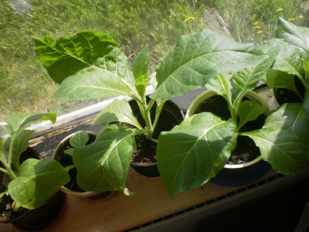 Ræktar eigið tóbak