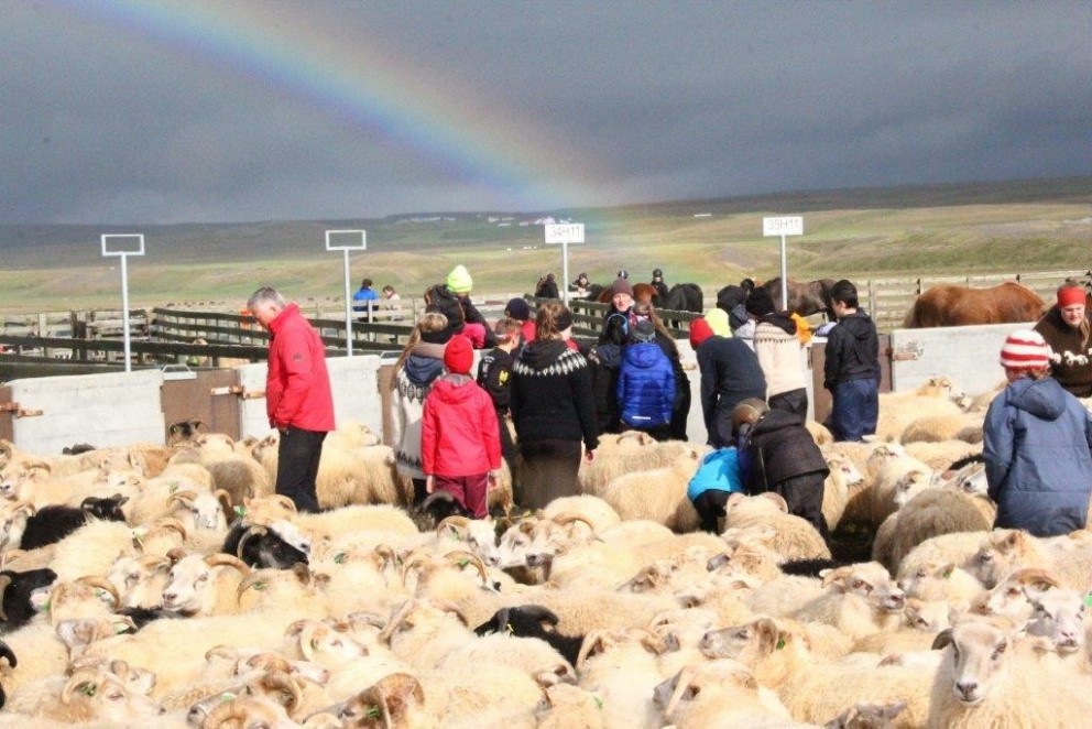 Úr Miðfjarðarrétt. Mynd: Anna Scheving.