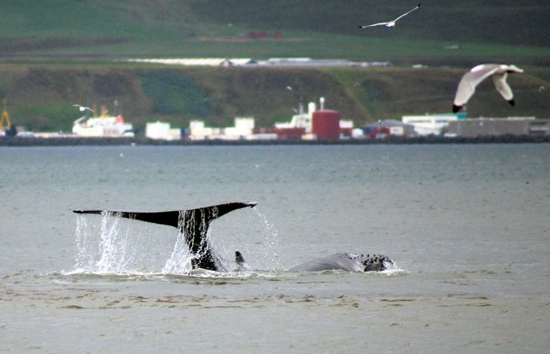 Hnúfubakur undan Hegranesi fyrr í sumar. Mynd: Ívar Gylfason