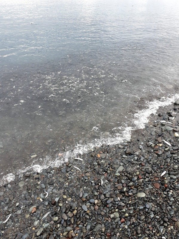 Allt var morandi í smásíld í morgun í fjörunni. Myndir:FB/Skagafjarðarhafnir