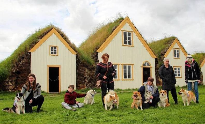 Íslenski fjárhundurinn kíkti í heimsókn í Glaumbæ. Myndir: FB/Byggðasafn Skagfirðinga