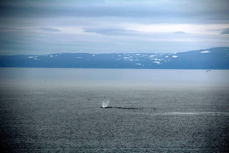 Hnúfubakur að veiðum í Húnafirði. Mynd: FB/Auðunn Blöndal