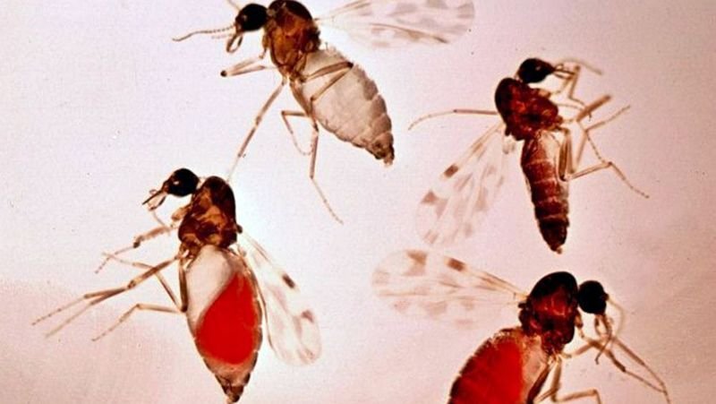 Lúsmý. Mynd: skessuhorn.is