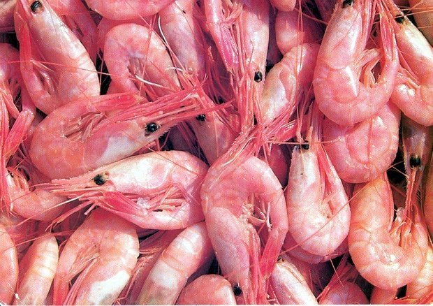 Rækja. Mynd af netinu.