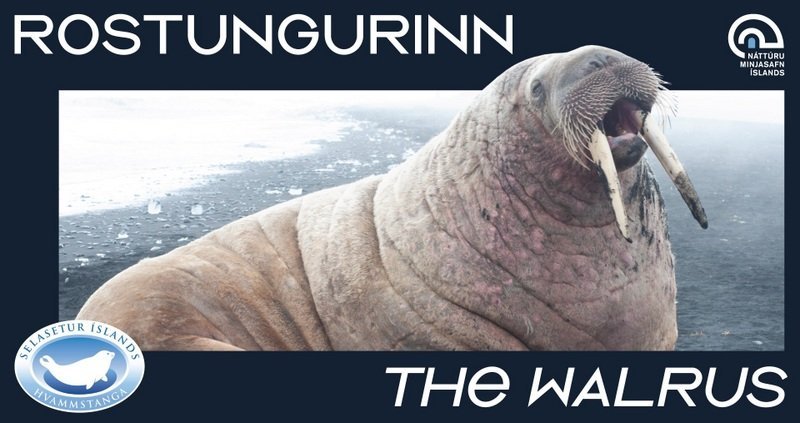 Rostungurinn á Hvammstanga