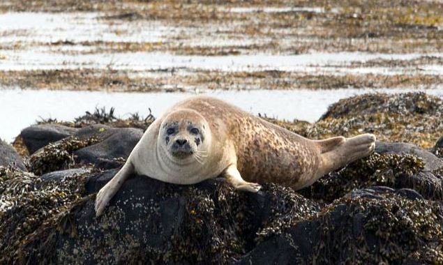 MYND: sigridur wöhler