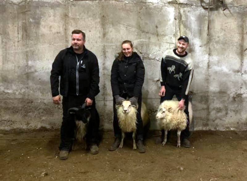 Sigurvegarar kvöldsins: Hrútar í flokkum mislitra, hyrndra og kollótta. Myndir: Jón Gíslason.