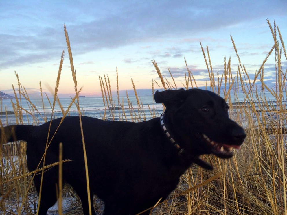 Orðsending til hunda- og kattaeigenda á Sauðárkróki. Ljósm./BÞ