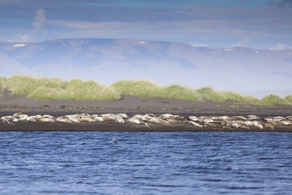 Selir í Húnaþingi vesta. Mynd: Selasetur.