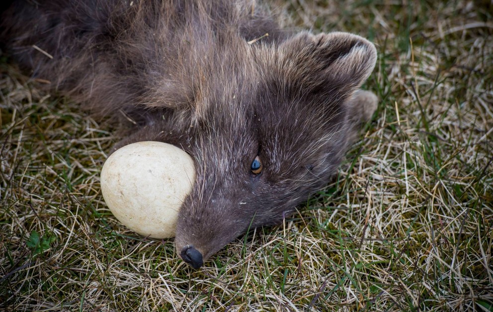 Refurinn með gæsareggið pikkfast í kjaftinum. Mynd/Róbert Daníel Jónsson.