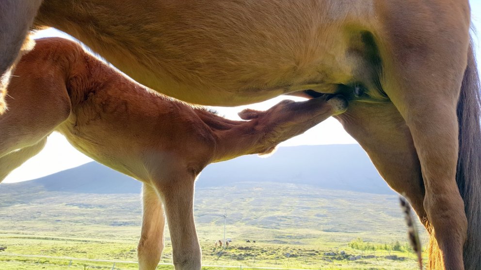 Ef breytingatillaga Ingu Sæland nær fram að ganga verður blóðmerbúskapur heyra sögunni til á Íslandi. Mynd: PF.