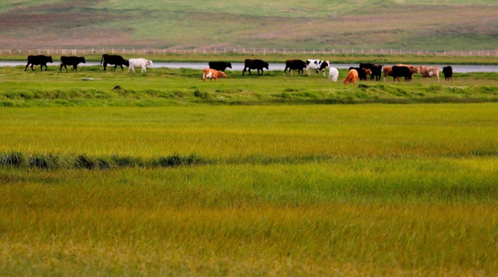 Kýr á beit í Hegranesi. Mynd/ÓAB