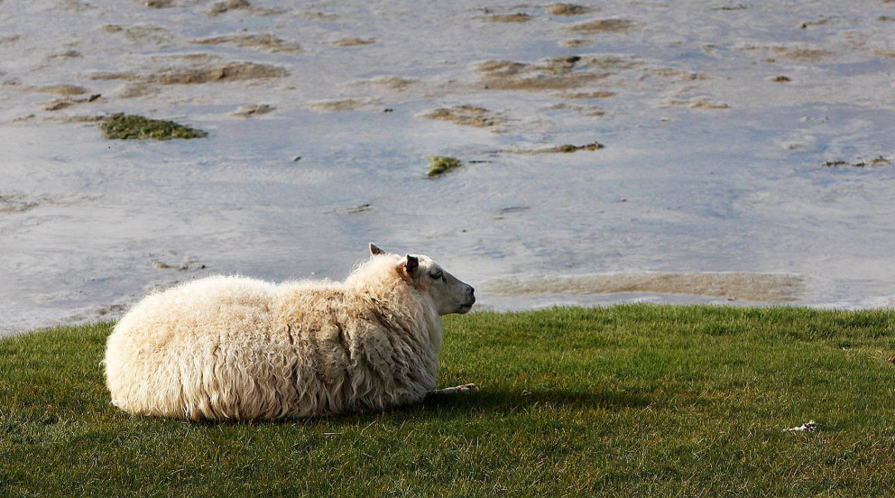 Sauðkind. MYND: ÓAB