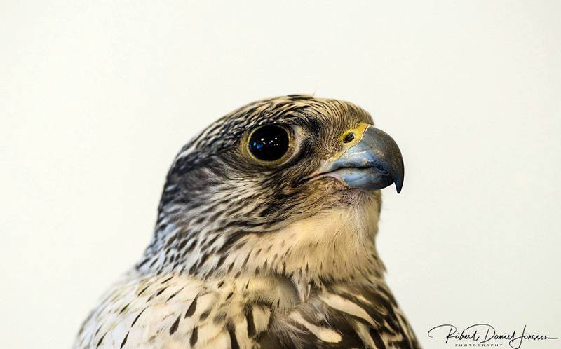 Fallegur fugl fálkinn. Mynd: Róbert Daníel Jónsson.