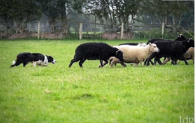 Mynd: killiebraesheepdogs.co.uk