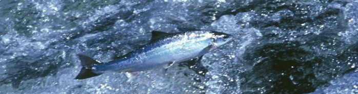 Mynd af vef www.angling.is