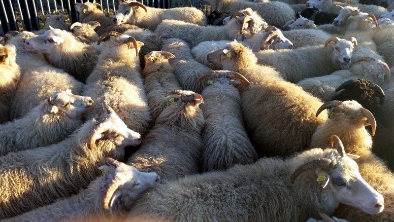 Kindur í rétt. Mynd:KSE