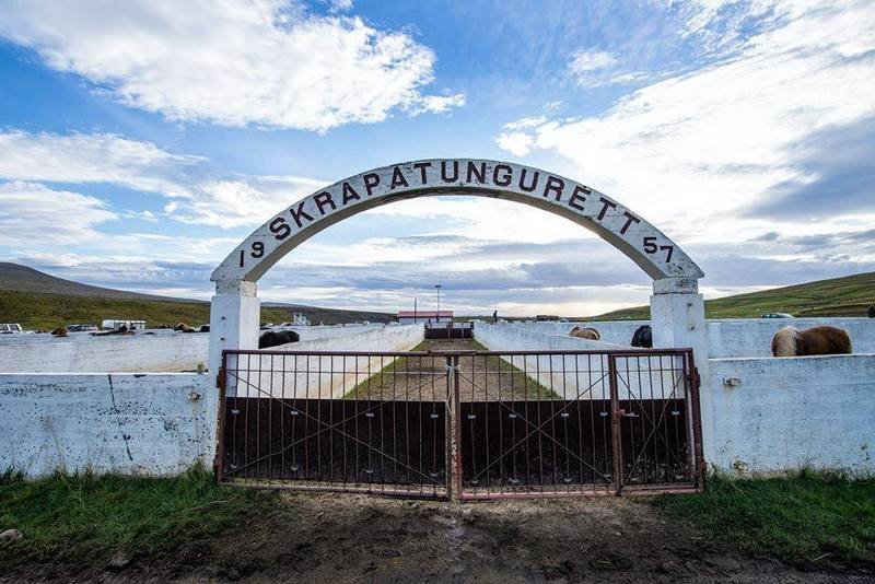 Stóðsmölun á Laxárdal og stóðréttir í Skrapatungurétt