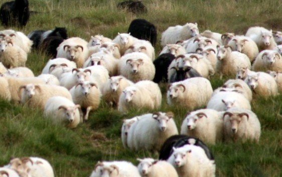 Ólíklegt er að þessar kindur beri riðusmit. Mynd úr myndasafni.