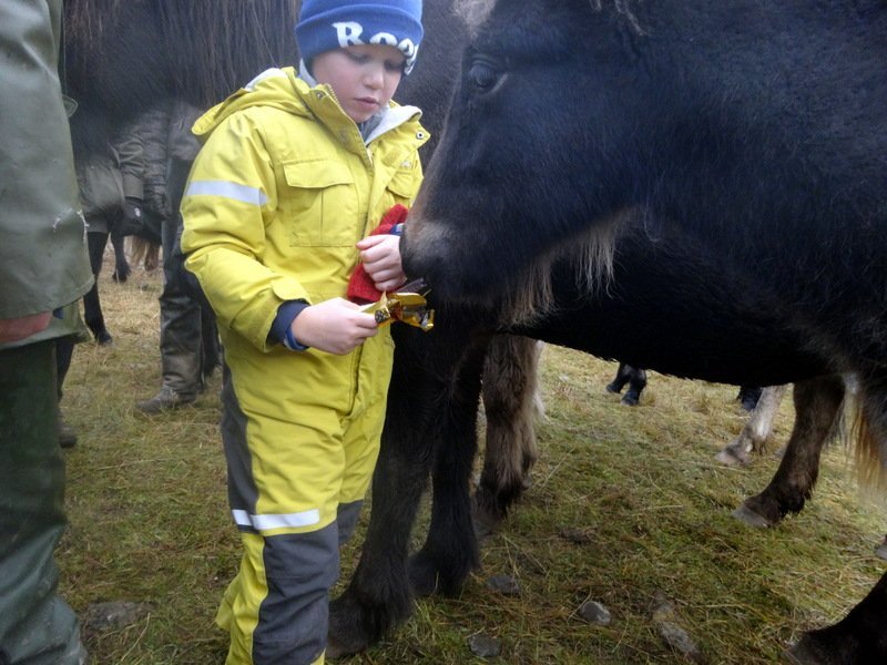 Viltu Prins Póló? Mynd: PF.