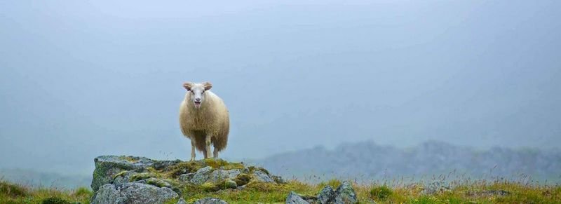 Stuðningsgreiðslur til sauðfjárbænda