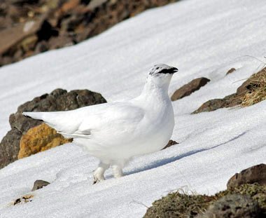 Rjúpa í vetrarbúningi. Mynd:visindavefur.is