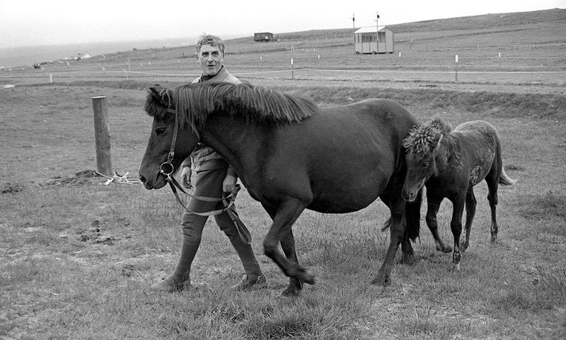 Sveinn Guðmundsson með Hrafnkötlu frá Sauðárkróki ásamt folaldi á Stórmóti skagfirsku hestamannafélaganna á Vindheimamelum 1981. Folaldið var boðið upp og keypti Þórir Ísólfsson á Lækjarmóti í Húnavatnssýslu og nefndi Seif. Hann varð síðar stóðhestur. Myndir: Eiríkur Jónsson.